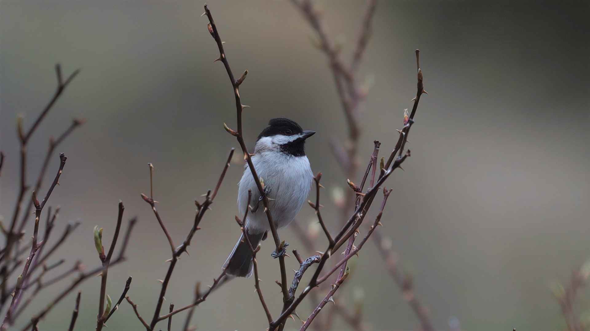 Sombre Tit